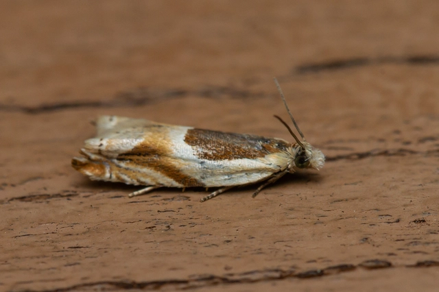 Ancylis paludana - turjáni horgasmoly
