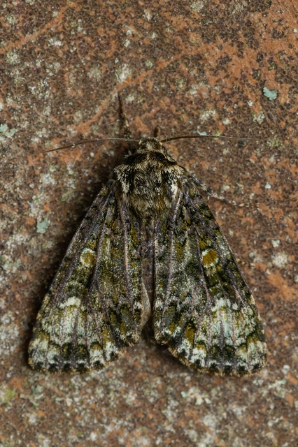 Craniophora ligustri - fagyalbagoly