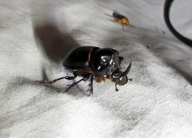 Copris lunaris - közönséges holdszarvú-ganéjtúró