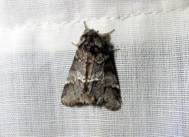 Drymonia dodonea - bélyeges púposszövő