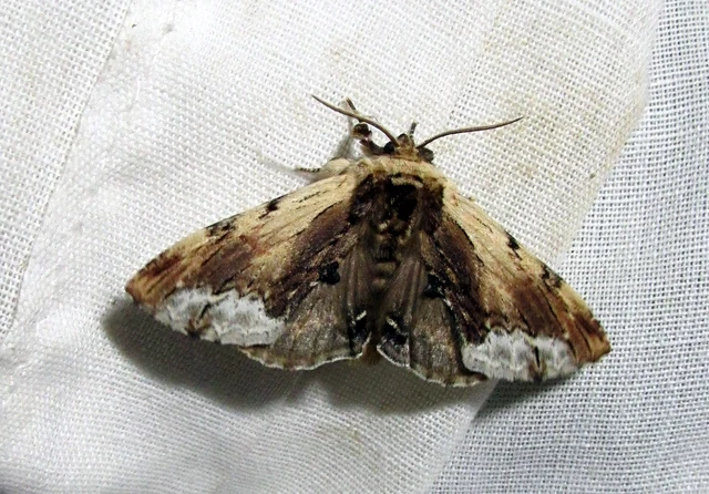 Ptilodon cucullina - csuklyás púposszövő