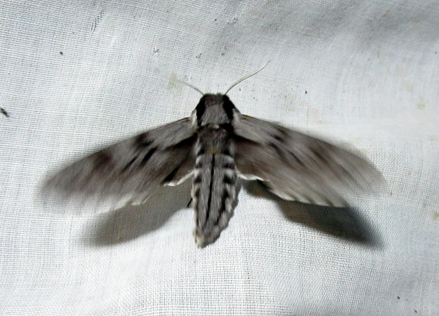Hyloicus pinastri - fenyőszender