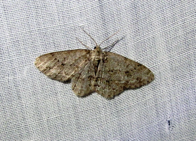 Ectropis crepuscularia - avararaszoló