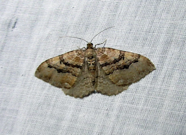 Hydria cervinalis - őzbarna araszoló