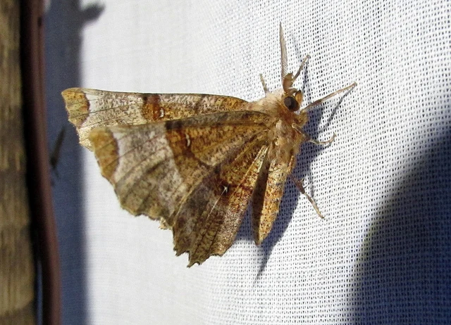 Selenia lunularia - egyfoltos holdasaraszoló