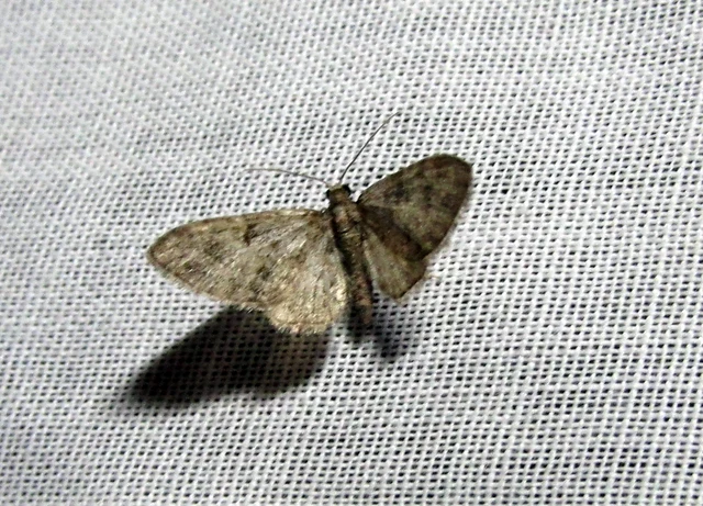 Eupithecia dodoneata - tölgy-törpearaszoló