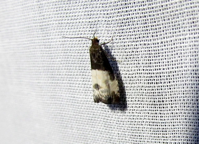 Notocelia cynosbatella - rózsahajtás-tükrösmoly