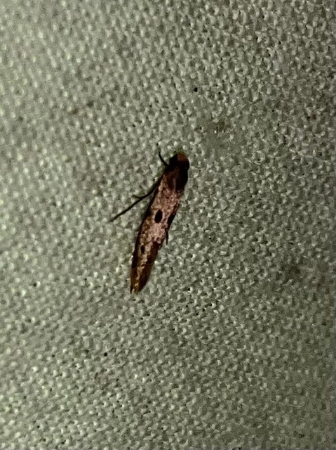Tinea trinotella - hárompettyes fészekmoly