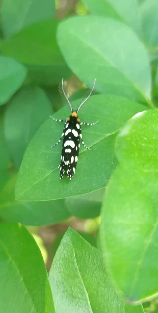 Euplocamus anthracinalis - fésűscsápú korhadékmoly
