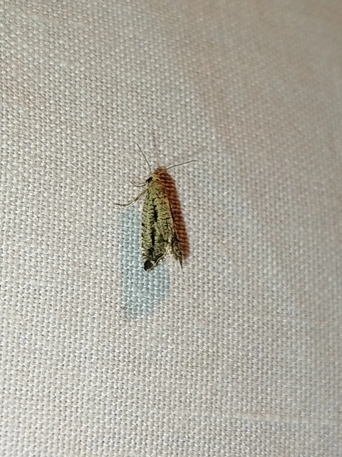 Epinotia granitana - lucfenyőkéreg-tükrösmoly