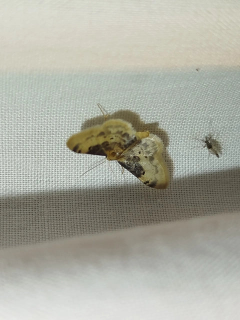 Idaea filicata - sötéttövű apróaraszoló