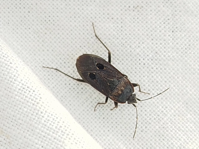 Graptopeltus validus