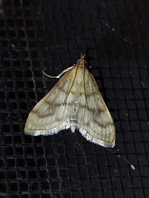 Paracorsia repandalis - szalmaszínű tűzmoly
