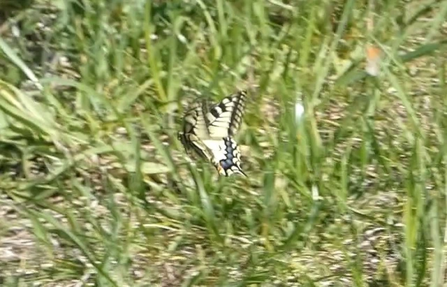 Papilio machaon - fecskefarkú lepke
