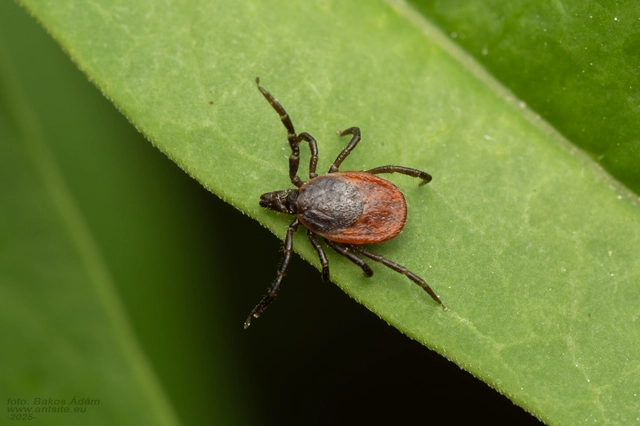 Ixodes ricinus - közönséges kullancs