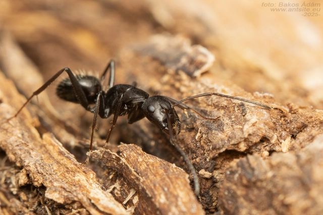 Camponotus vagus - fekete lóhangya