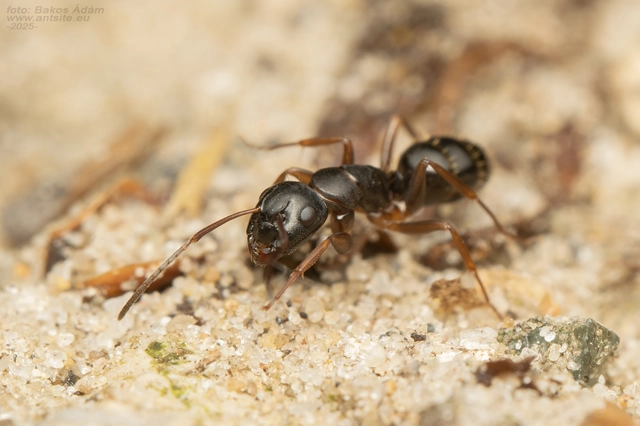 Camponotus fallax - ligeti lóhangya