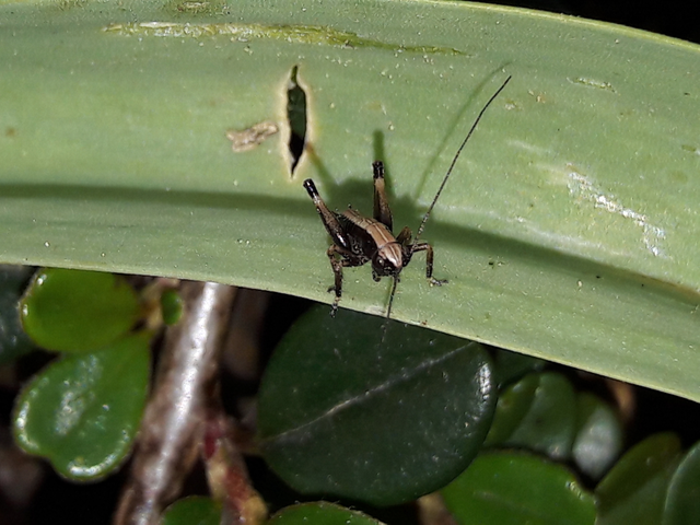 Pholidoptera griseoaptera - szürke avarszöcske