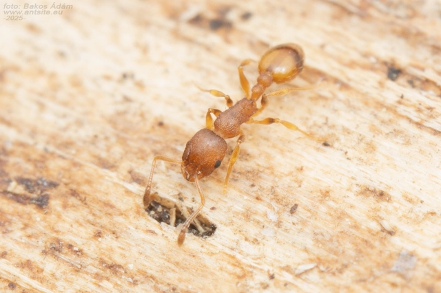 Temnothorax unifasciatus - gyűrűs kéreghangya