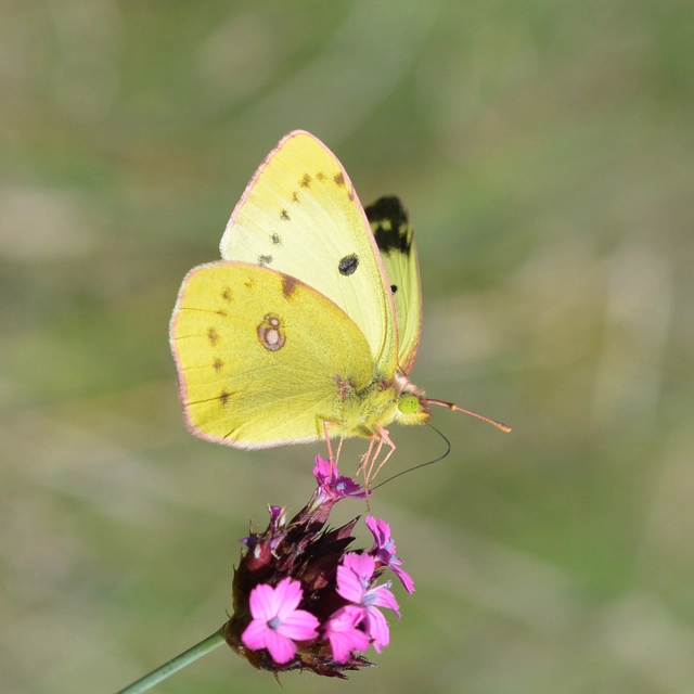 Colias alfacariensis - déli kéneslepke