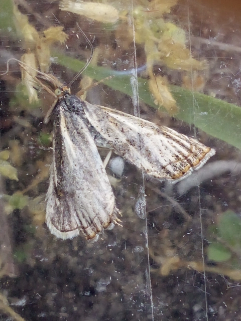 Thisanotia chrysonuchella - tavaszi fűgyökérmoly