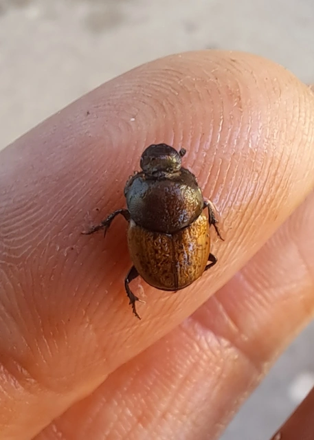 Onthophagus coenobita - rezes trágyatúró