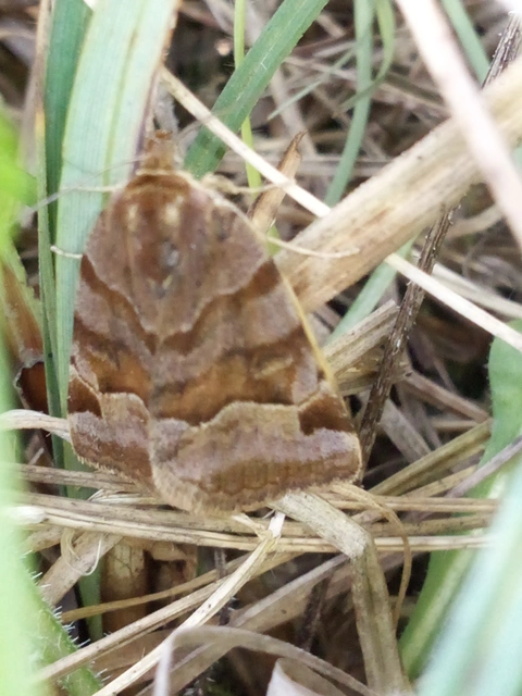 Euclidia glyphica - közönséges nappalibagoly