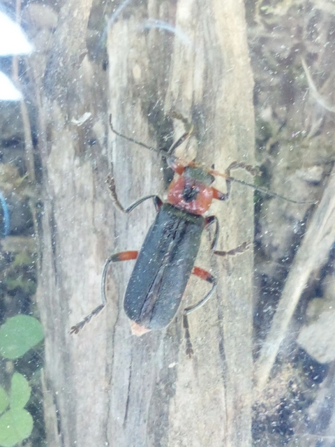 Cantharis rustica - suszterbogár
