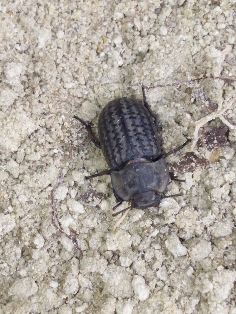 Opatrum sabulosum - sároshátú gyászbogár