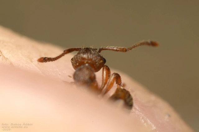 Myrmica specioides - pusztai bütyköshangya