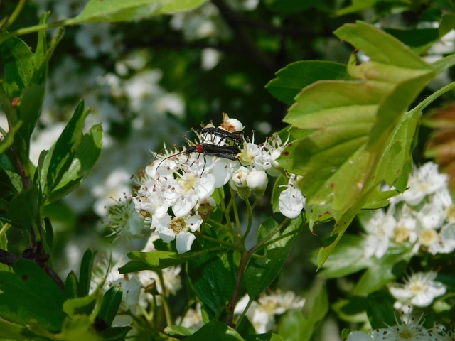 Callimoxys gracilis - frakkos cincér