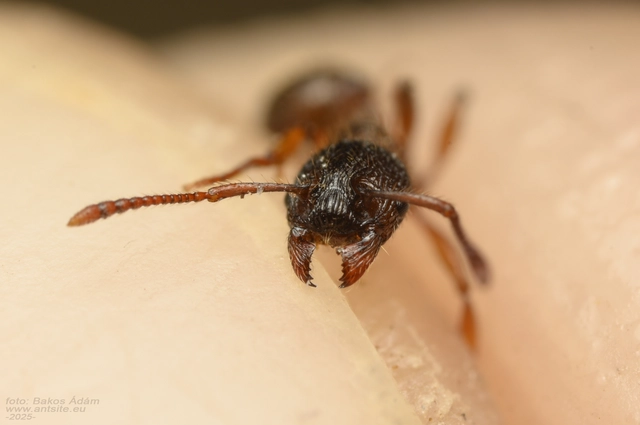 Myrmica schencki - kétszínű bütyköshangya