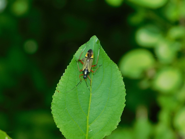 Miris striatus - sávos mezeipoloska