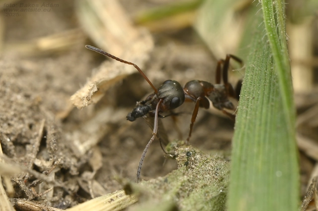 Formica cunicularia - gyakori rabszolgahangya