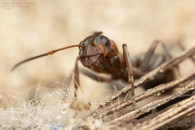 Formica rufibarbis - vörös rabszolgahangya