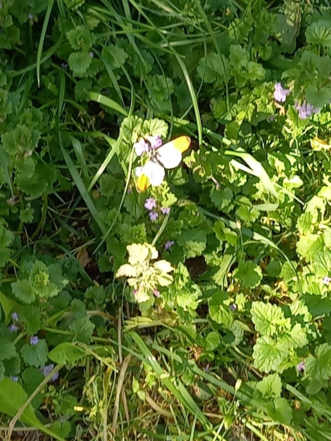 Anthocharis cardamines - hajnalpírlepke