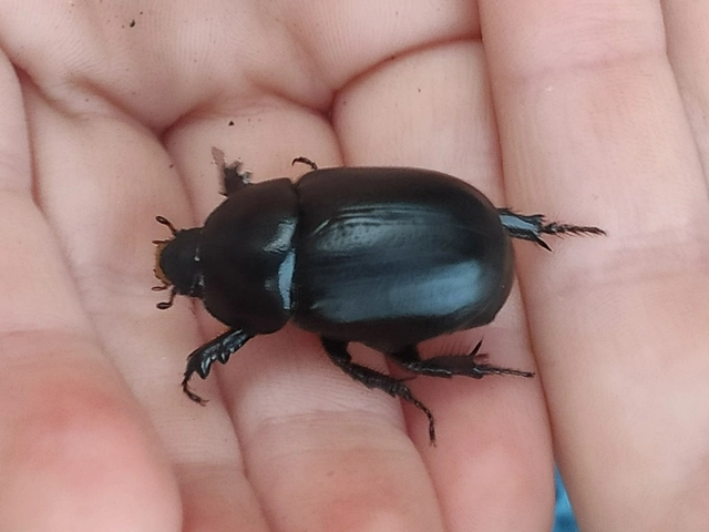 Pentodon idiota - butabogár