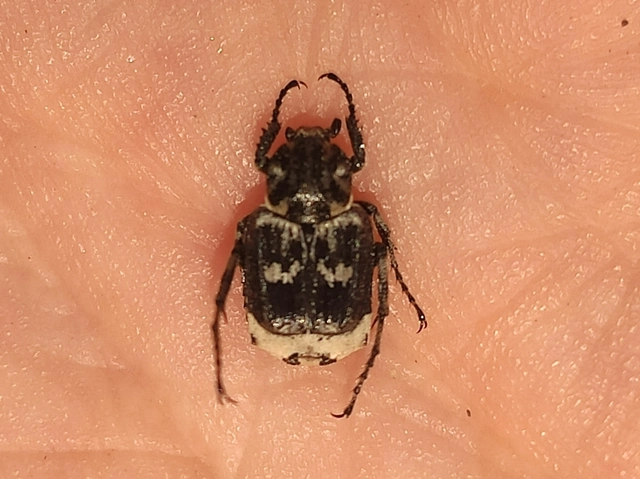 Valgus hemipterus - suta virágbogár