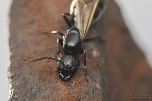 Camponotus vagus - fekete lóhangya