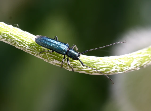 Agapanthia violacea - kék somkórócincér