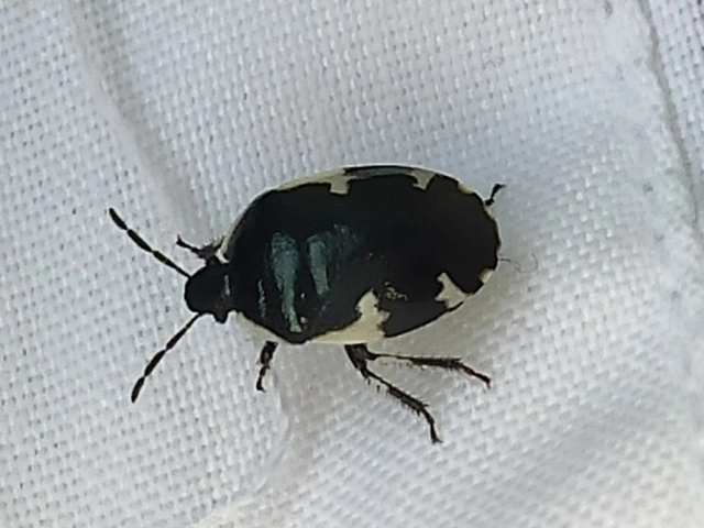 Tritomegas sexmaculatus - hatfoltos földipoloska