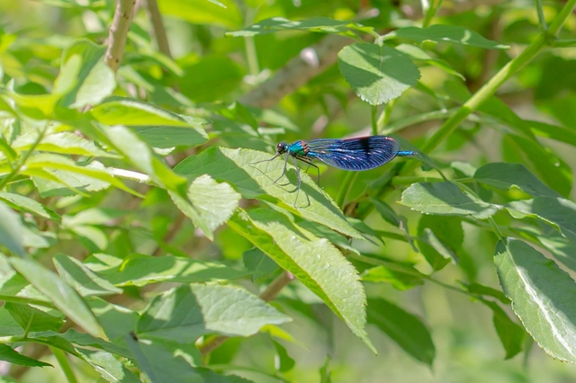 Calopteryx splendens - sávos szitakötő