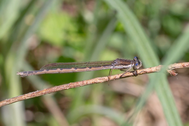Sympecma fusca - téli rablószitakötő