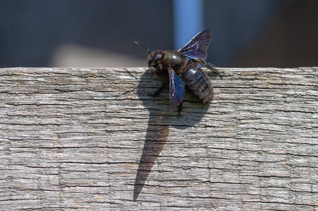 Xylocopa