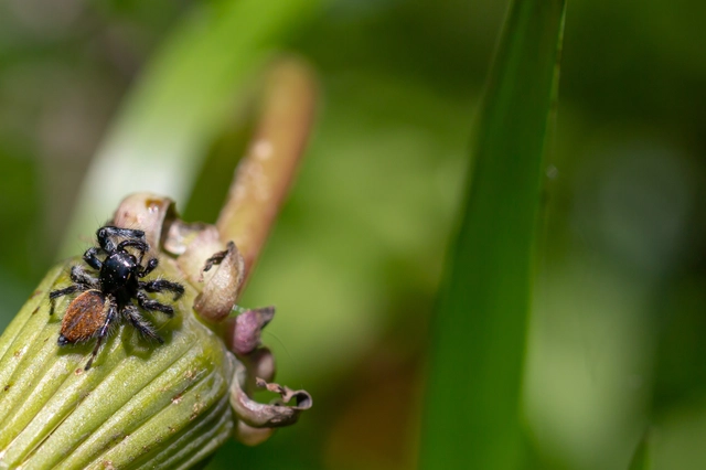 Carrhotus xanthogramma - rozsdás ugrópók