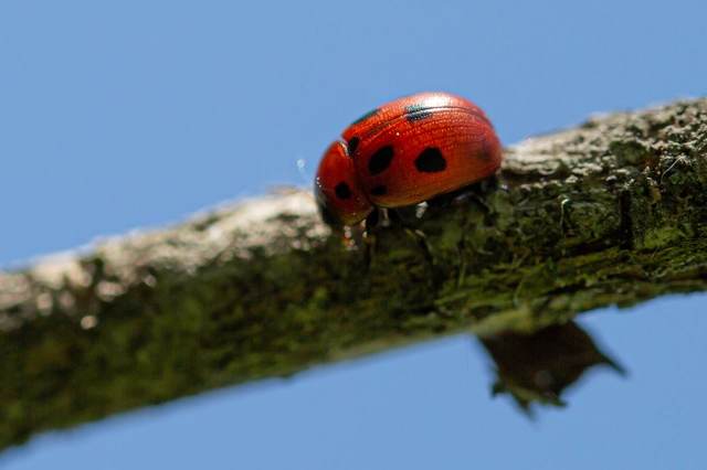 Gonioctena fornicata - közönséges lucernabogár