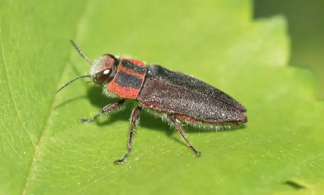 Anthaxia manca - sávosnyakú virágdíszbogár