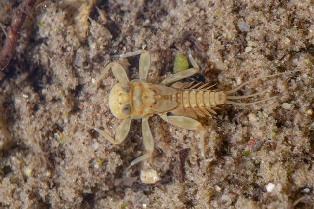 Ephemeroptera - Kérészek
