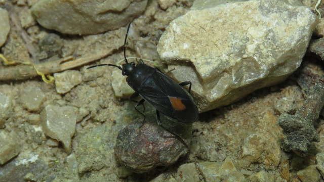Aphanus rolandri - kormos bodobács