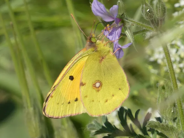 Colias croceus - sáfránylepke